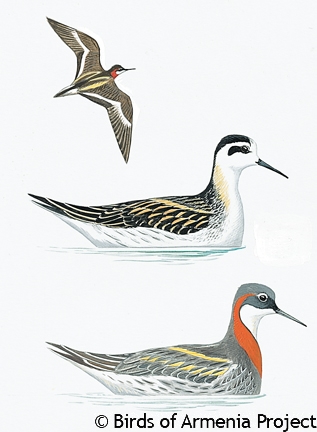 Red-necked Phalarope