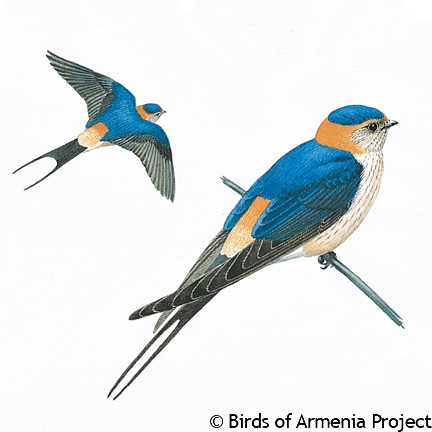 Red-rumped Swallow