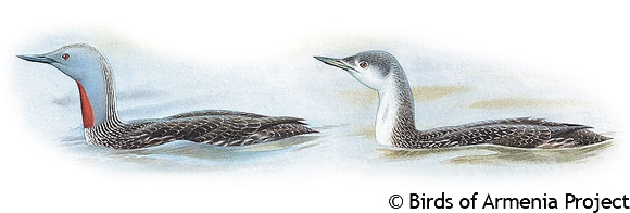 Red-throated Loon