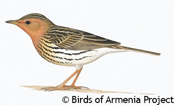 Red-throated Pipit