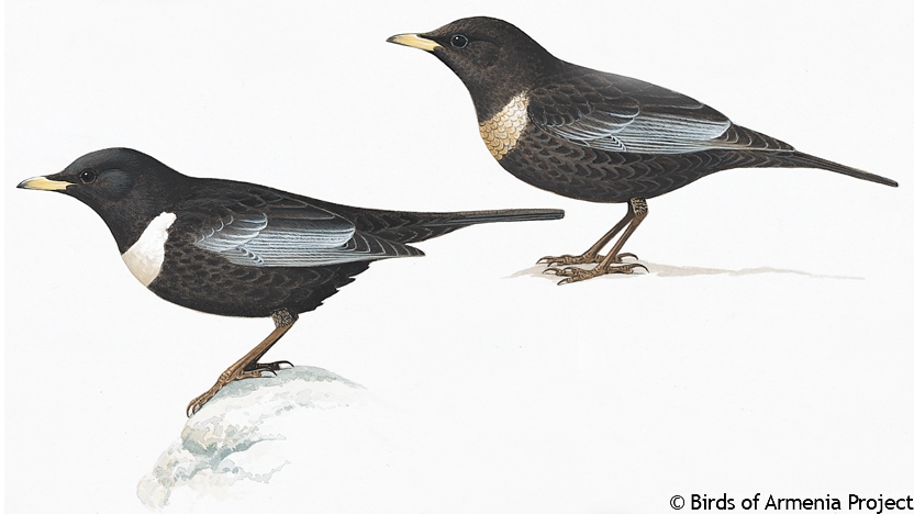 Ring Ouzel