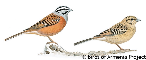 Rock Bunting