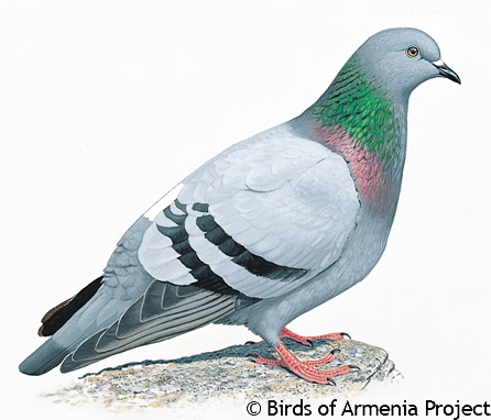 Rock Dove