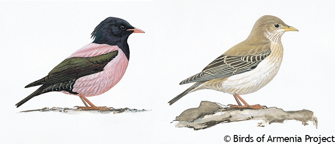 Rose-coloured Starling