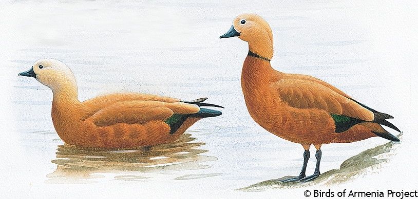 Ruddy Shelduck