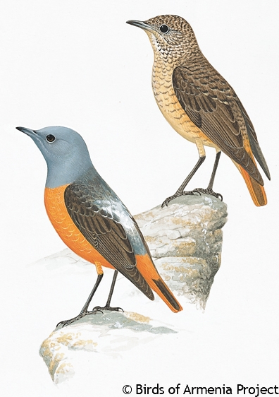 Rufous-tailed Rock-thrush