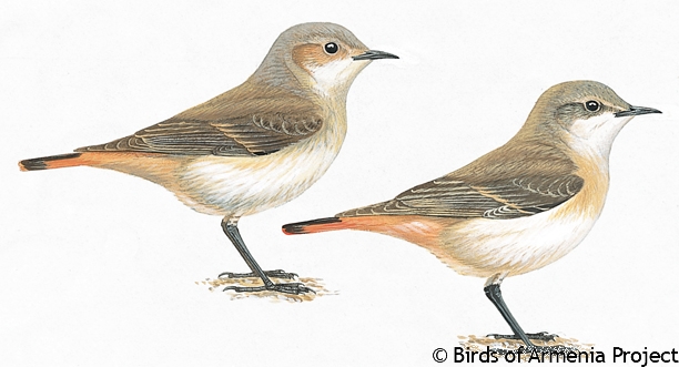 Rufous-tailed Wheatear