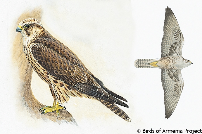 Saker Falcon