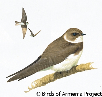 Sand Martin