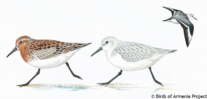 Sanderling