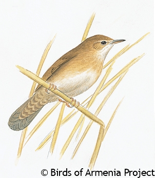 Savi's Warbler