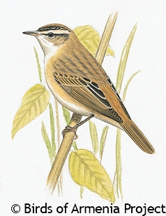 Sedge Warbler