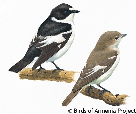 Semi-collared Flycatcher