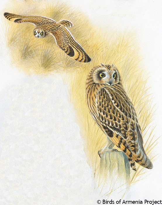 Short-eared Owl