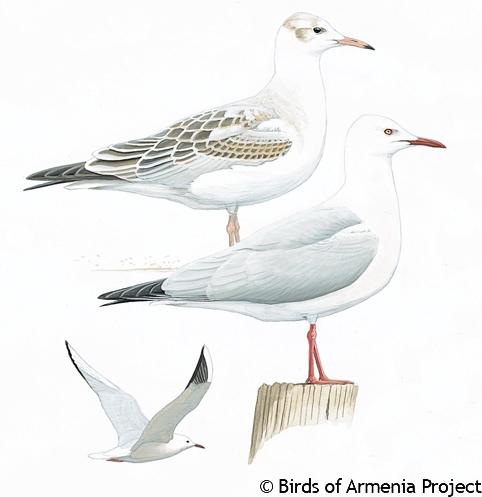 Slender-billed Gull