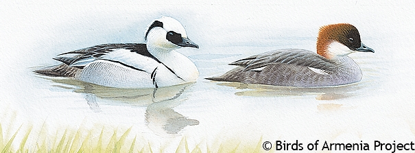 Smew