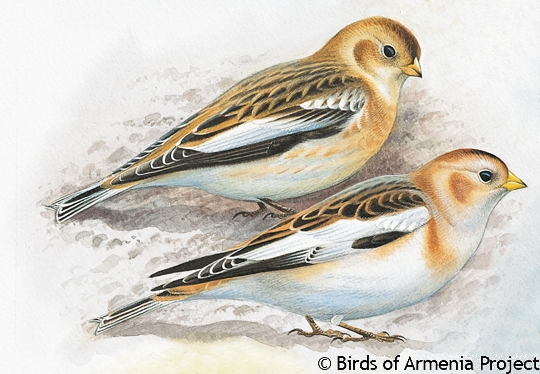 Snow Bunting