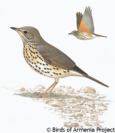 Song Thrush