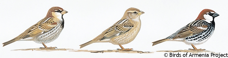 Spanish Sparrow