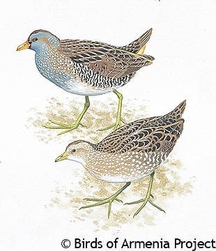 Spotted Crake