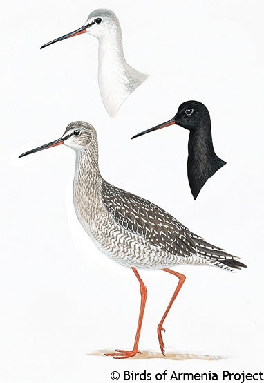 Spotted Redshank