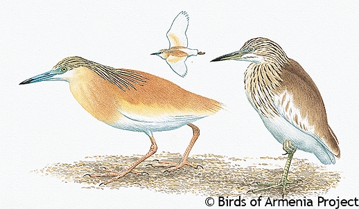 Squacco Heron