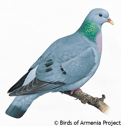 Stock Dove