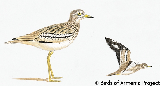 Stone-curlew