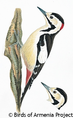 Syrian Woodpecker