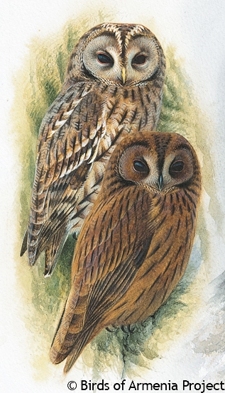 Tawny Owl