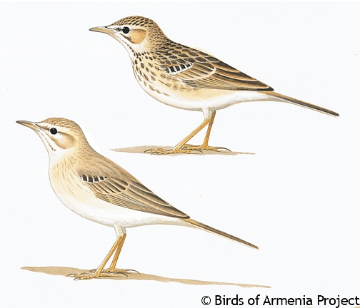 Tawny Pipit