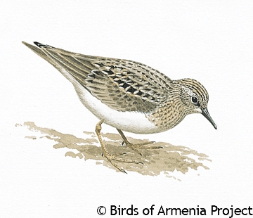 Temminck's Stint