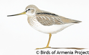 Terek Sandpiper