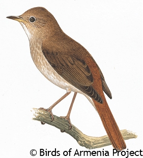 Thrush Nightingale