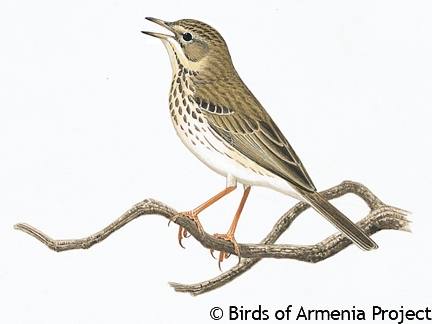 Tree Pipit