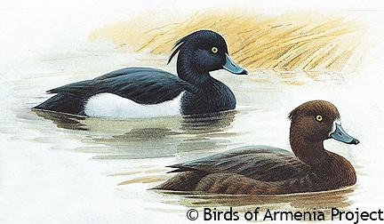 Tufted Duck