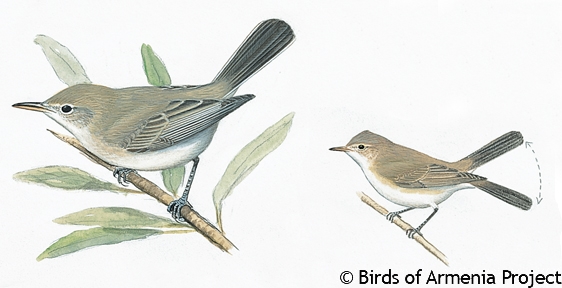 Upcher's Warbler