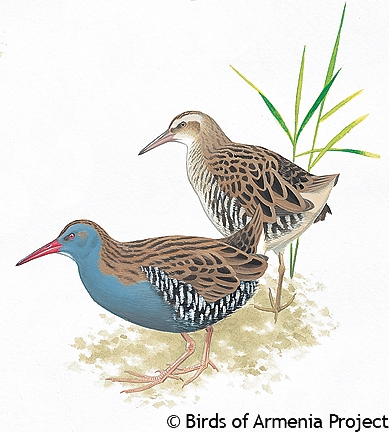 Water Rail