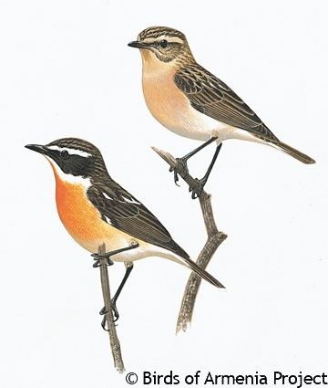 Whinchat