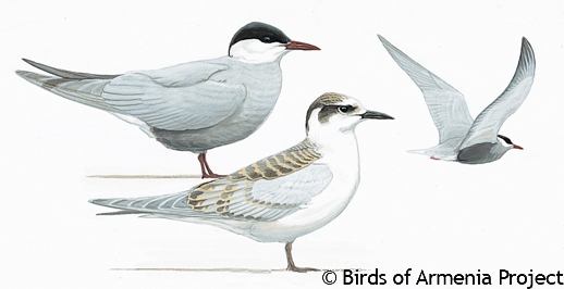 Whiskered Tern