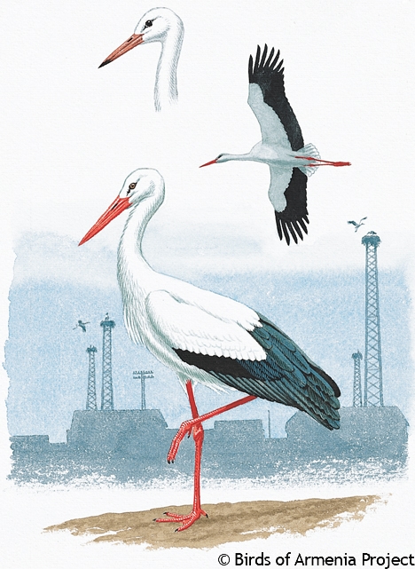 White Stork