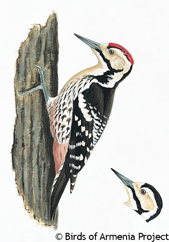 White-backed Woodpecker