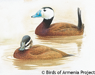 White-headed Duck