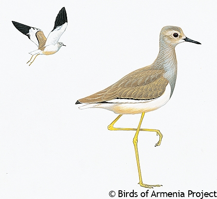 White-tailed Lapwing