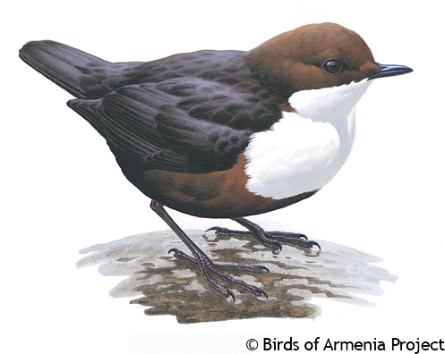 White-throated Dipper