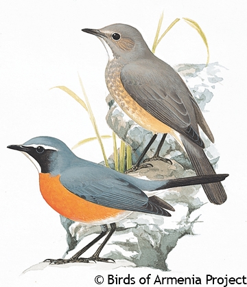 White-throated Robin