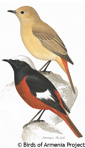 White-winged Redstart