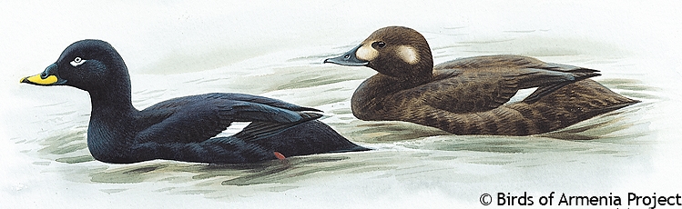 White-winged Scoter