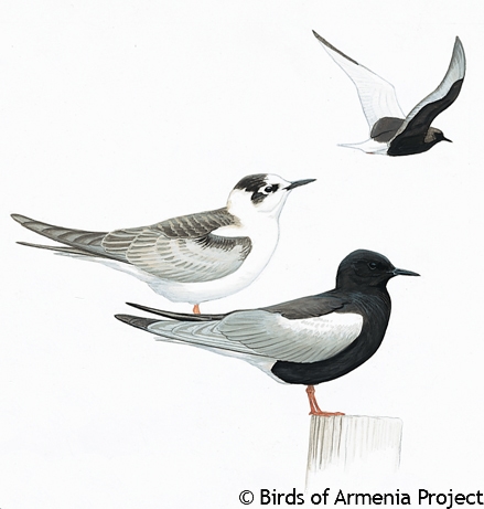 White-winged Tern