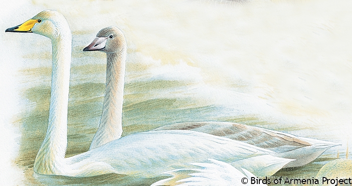 Whooper Swan